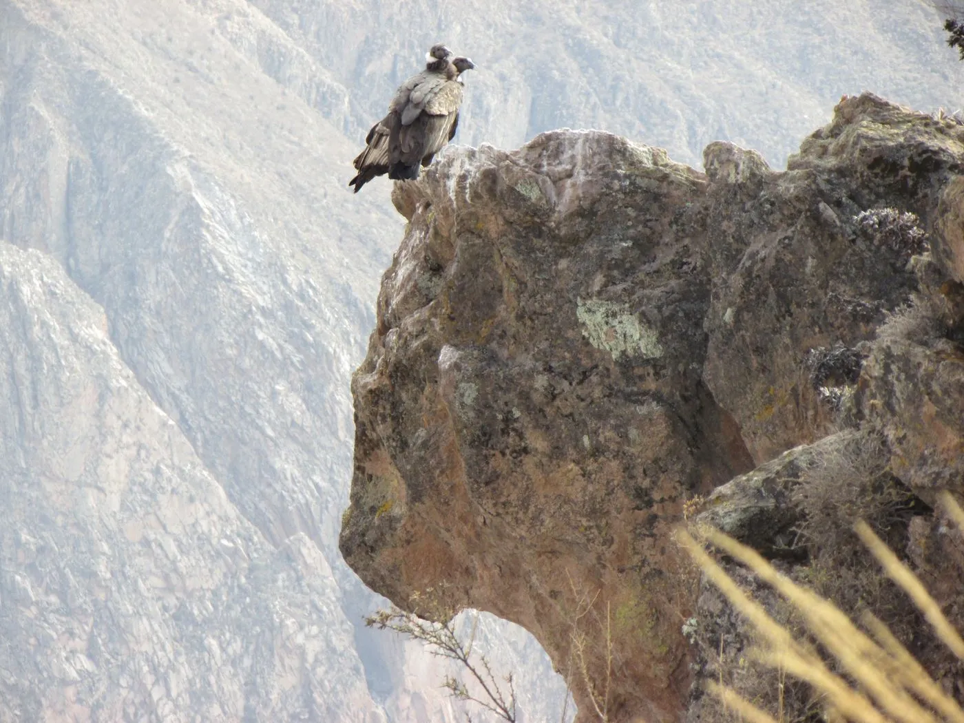 Cañon de Colca