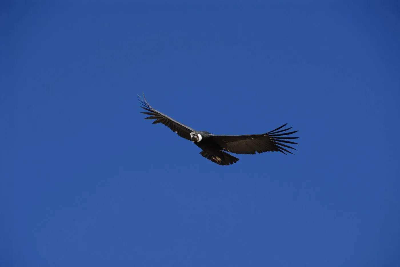 VUELO DEL CONDOR