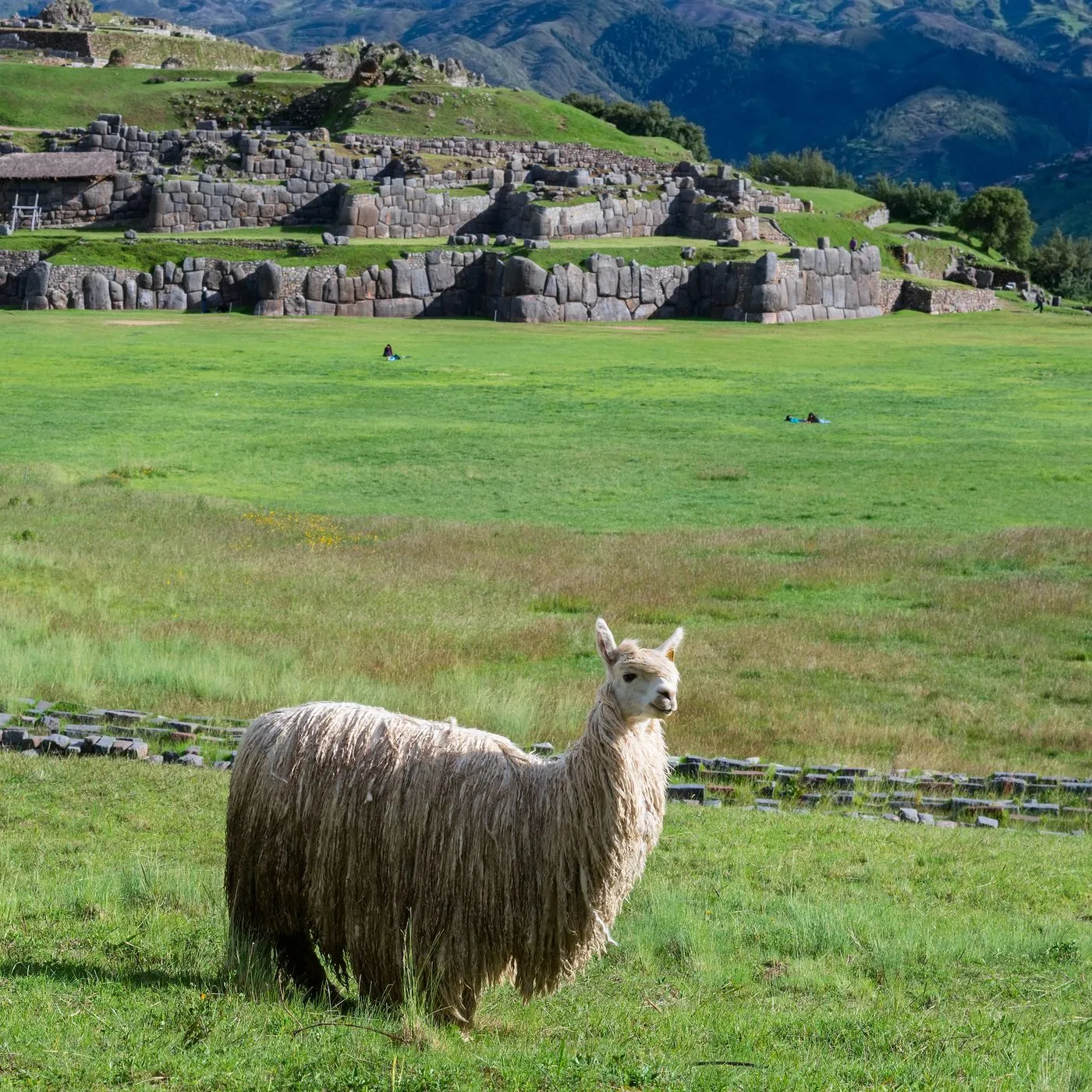 LlAmA En El de sAccSaYhUaMaN