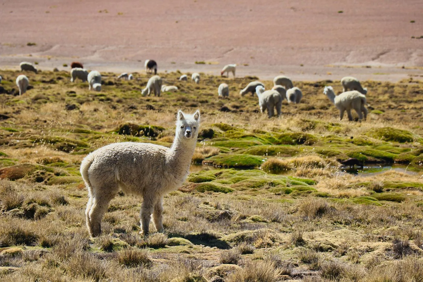Cañon de Colca